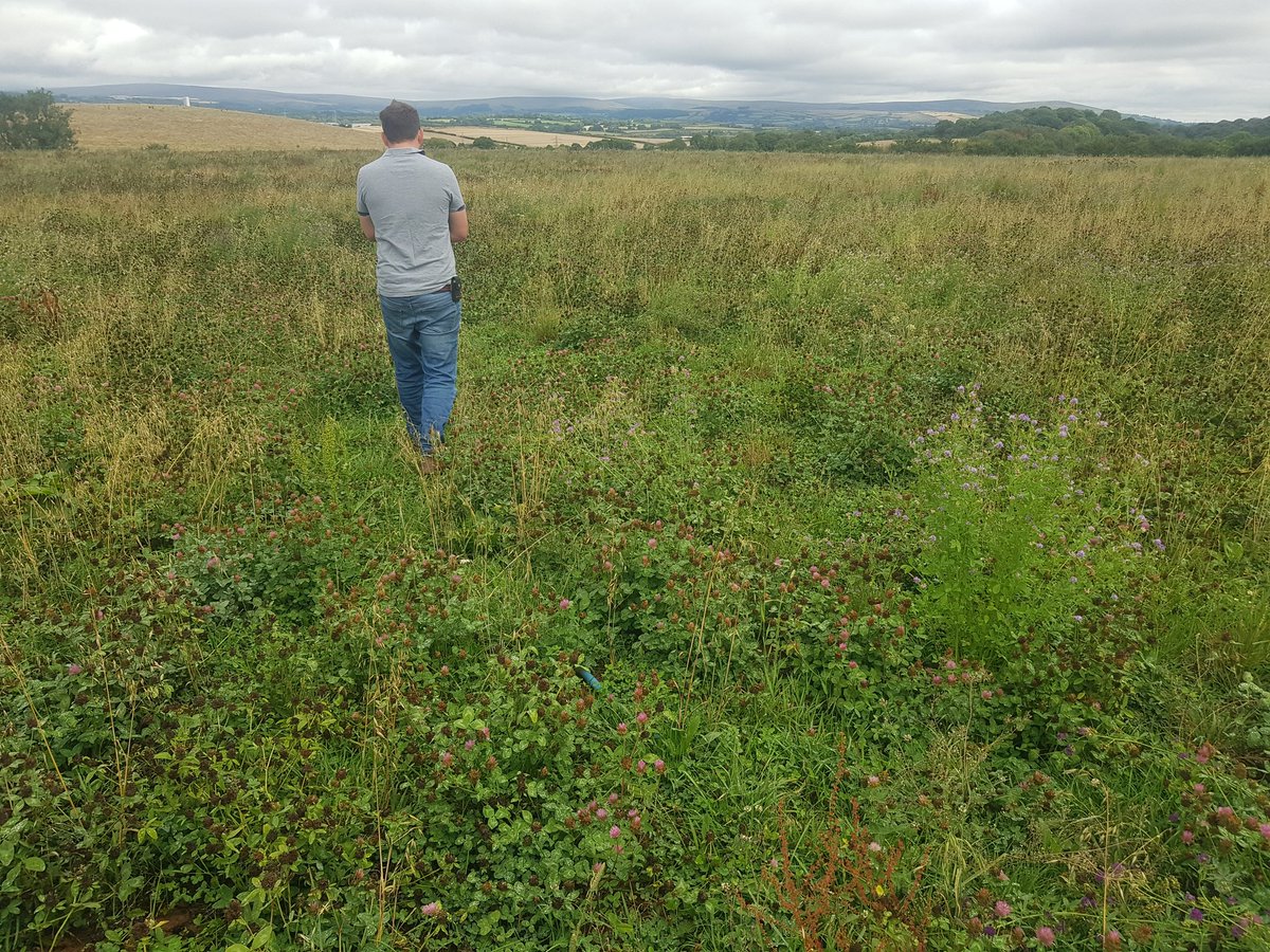 Luppod61's tweet photo. Today caught up with 2017/21 @AHDB_BeefLamb #monitorfarm as the #Drought2022 broke. Showing after 4 years, #herballeys still doing well. #pastured cattle gaining over 1kg/day on what is still growing #clover, #chicory #cocksfoot #teambeef #pasturepower https://t.co/RDzb0lmlCQ