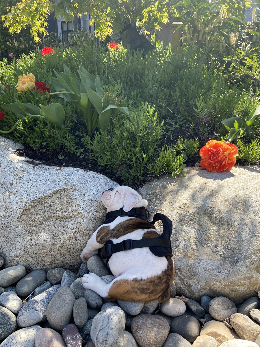 This is Winston. He went for his first-ever walk today. Also took his first-ever mid-walk nap today. 12/10 huge day all around