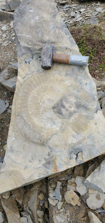 NARminerals's tweet photo. Back from a family wedding in Wales. Not all of the trip was non-geological. Had an amazing day fossil hunting at Dunraven Bay where the mid-Jurassic #rocks (Lias Formation) are exposed providing views of large #ammonites, #gryphaea "Devil's Toenails" &amp; more! https://t.co/5PGUfRXsHy