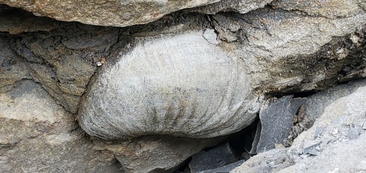 NARminerals's tweet photo. Back from a family wedding in Wales. Not all of the trip was non-geological. Had an amazing day fossil hunting at Dunraven Bay where the mid-Jurassic #rocks (Lias Formation) are exposed providing views of large #ammonites, #gryphaea "Devil's Toenails" &amp; more! https://t.co/5PGUfRXsHy