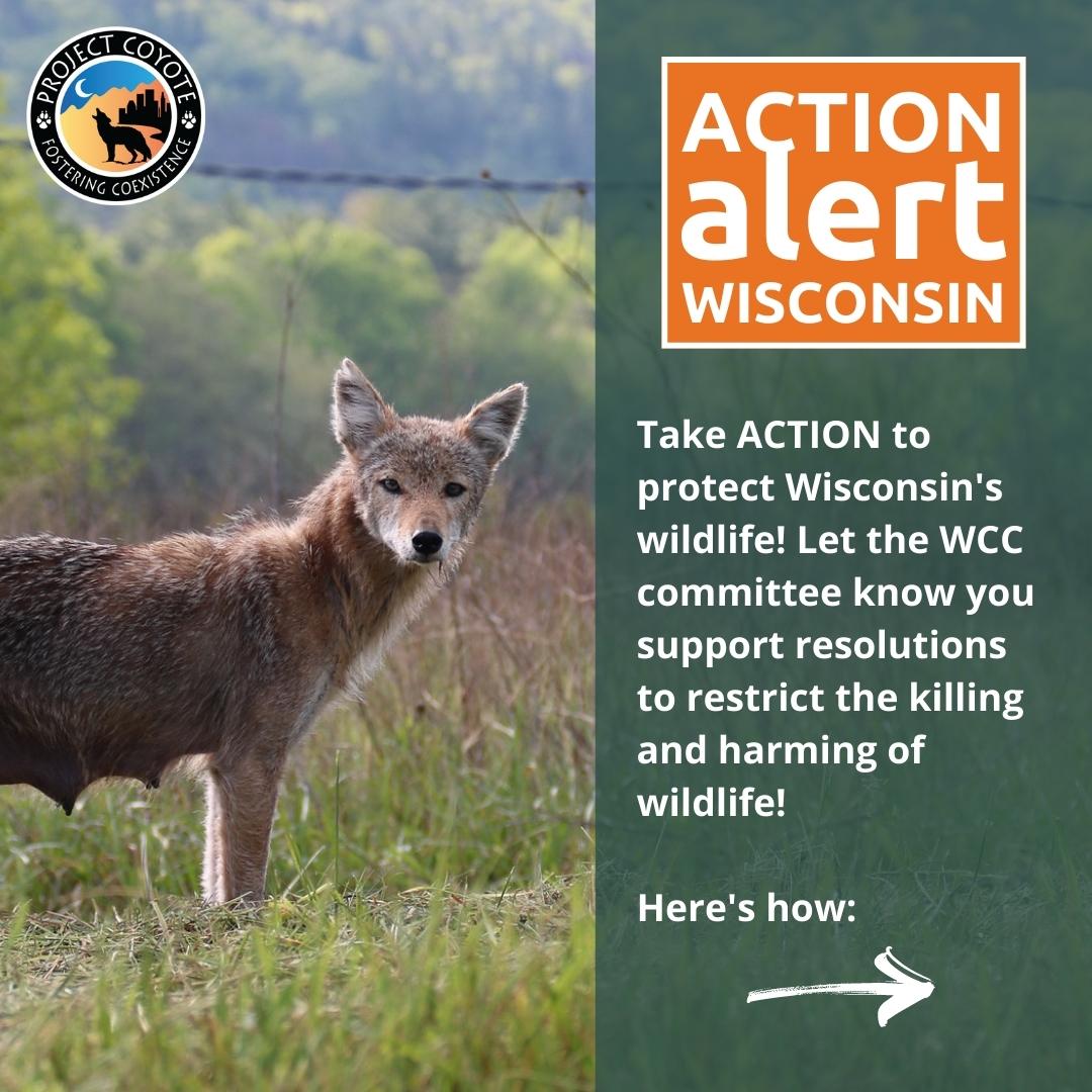 👉 ACTION ALERT - Attend the WI Conservation Congress meeting THIS Saturday, Aug 27th to speak in support of citizen resolutions to ban #WildlifeKillingContests, #trapping, #hounding, among many others. Call by Aug 25th to save a slot to comment. #StopTheKill