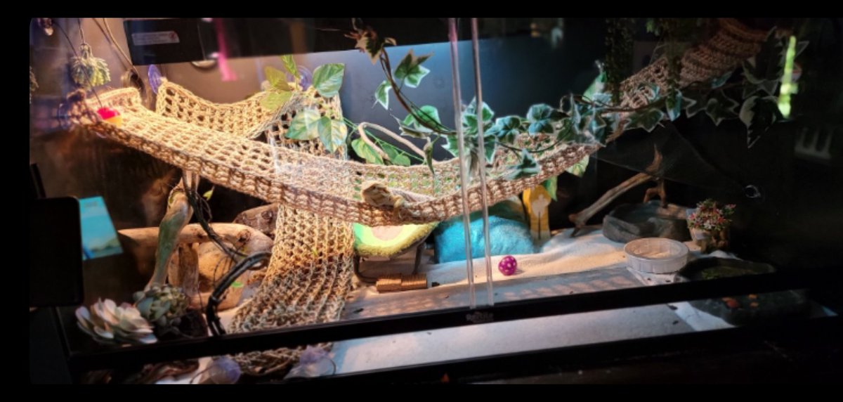 ToxicWeavery's tweet photo. Super excited for this little gem to be enjoying his new #lizardhammock! I LOVE getting customer photos, so if you order from my #etsyshop, please send pictures! 🖤
#toxicwitchweavery #crochet #handmade #jutecord #reptilehammock #reptileaccessories #reptiles #beardeddragon https://t.co/Li5Bk2iMtt