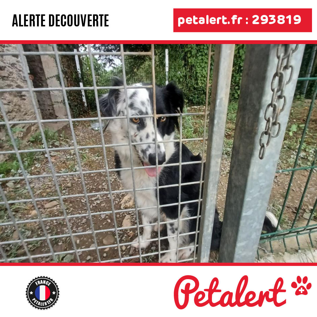 petalert_france's tweet photo. Trouvé #Chien #Manche #Carantilly #Petalert  #PetAlert50 / https://t.co/Do7NZ93ErI https://t.co/dQ9hheDOmr