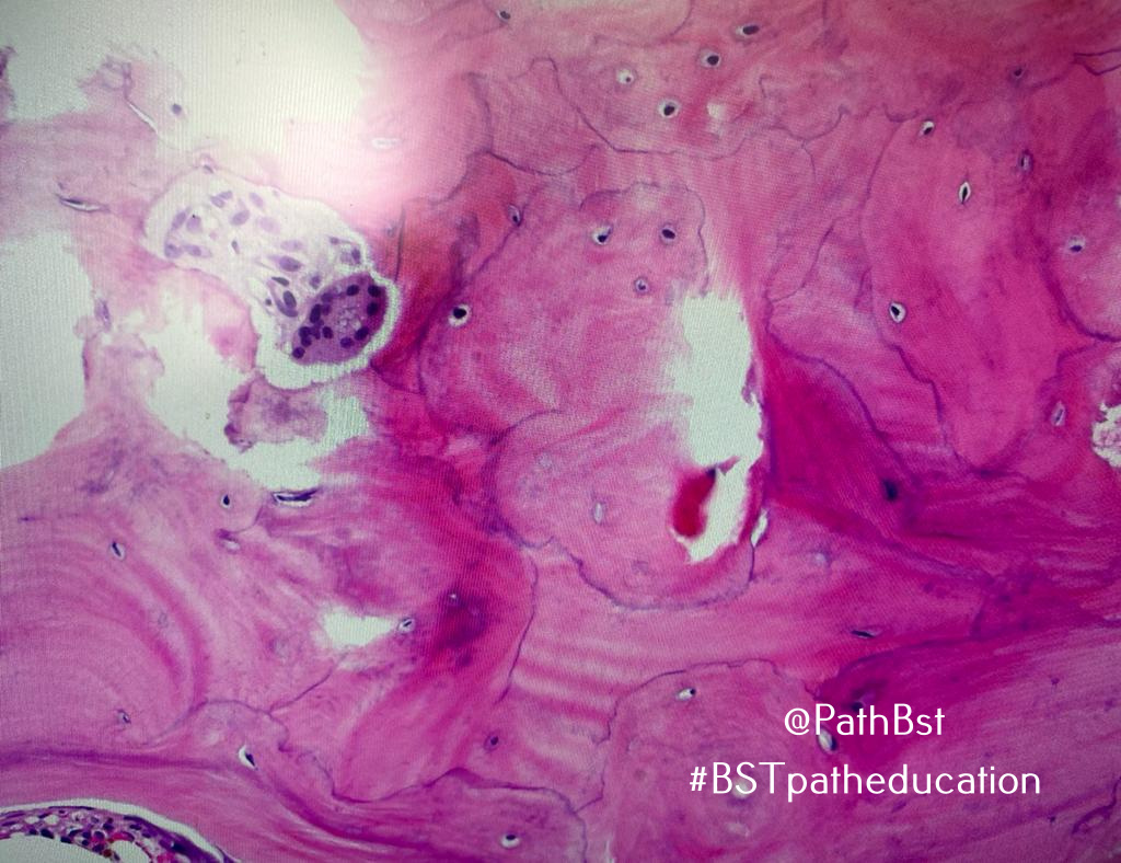 BST Path Education tweet media