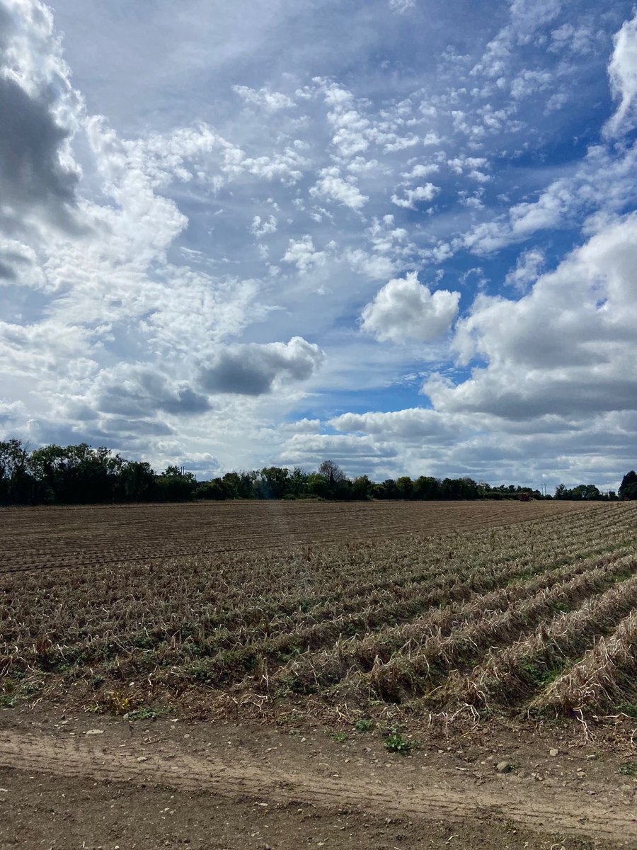 Keoghsfarm's tweet photo. A beautiful morning harvesting our crisping potatoes in North County Dublin ๐ฅ๐ #harvest22 #croptocrisp https://t.co/h6OVZAOWOd