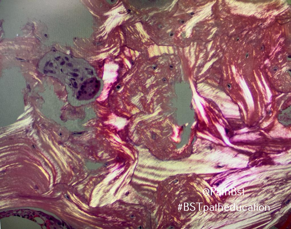 BST Path Education tweet media