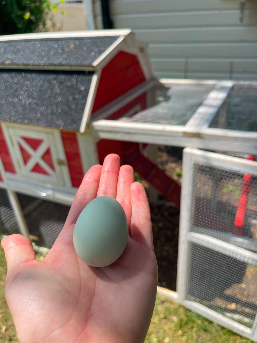 MeganRuthxx's tweet photo. First egg! Dovey was acting a little nutso today while I was doing some yard work and so I had a feeling to go check the coop and sure enough I was right! I’m so glad my first egg was by my fav little dovey girl! 🥹😍 #myfirstegg #chickenmom https://t.co/NrGHqhThlG