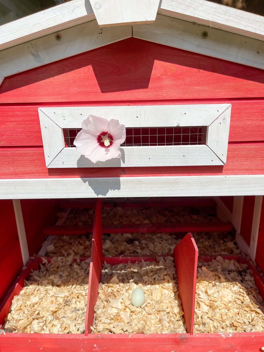 MeganRuthxx's tweet photo. First egg! Dovey was acting a little nutso today while I was doing some yard work and so I had a feeling to go check the coop and sure enough I was right! I’m so glad my first egg was by my fav little dovey girl! 🥹😍 #myfirstegg #chickenmom https://t.co/NrGHqhThlG