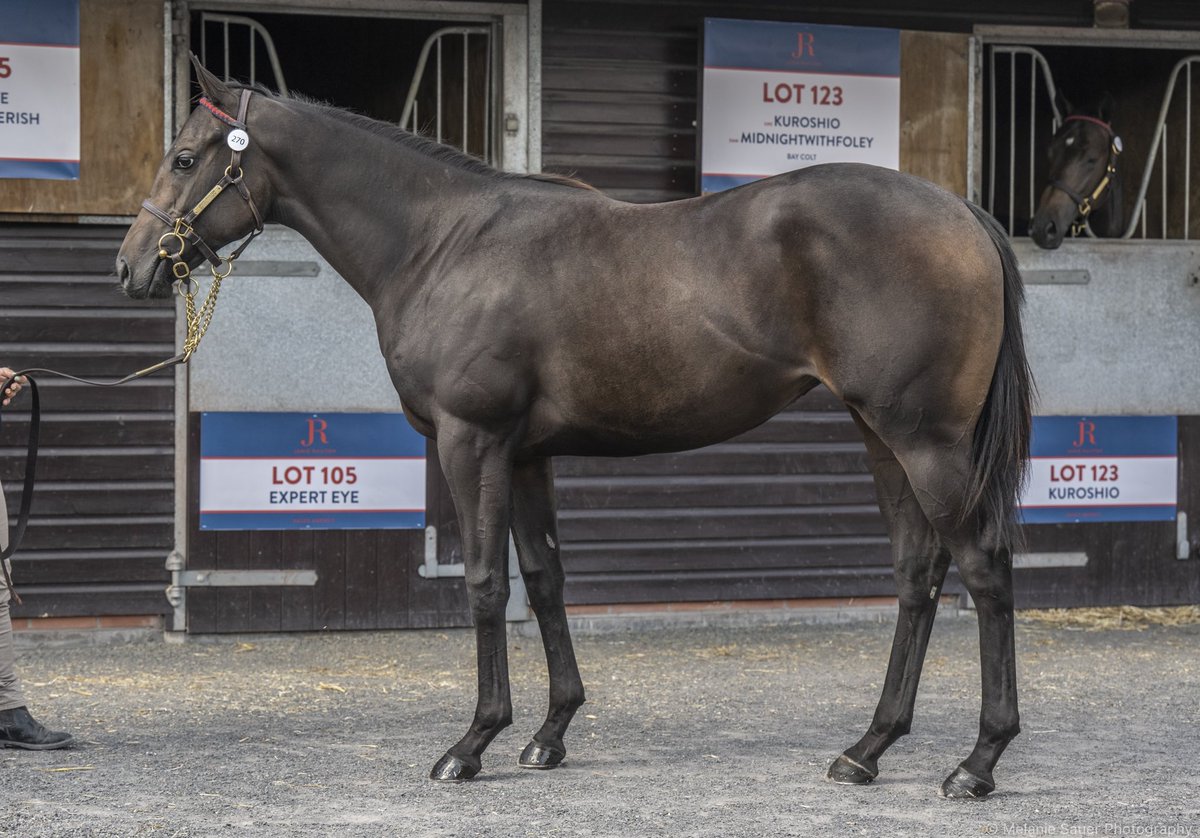 jamierailton's tweet photo. 💥Our first 3 lots through the ring tomorrow @GoffsUK Premier Yearling Sale:

2️⃣5️⃣7️⃣ US Navy Flag Filly
2️⃣6️⃣2️⃣ Expert Eye Filly 
2️⃣7️⃣0️⃣ Too Darn Hot Filly 

📖📸🎥 ➡️ https://t.co/Su4DPUeYbg https://t.co/VAr61hh838