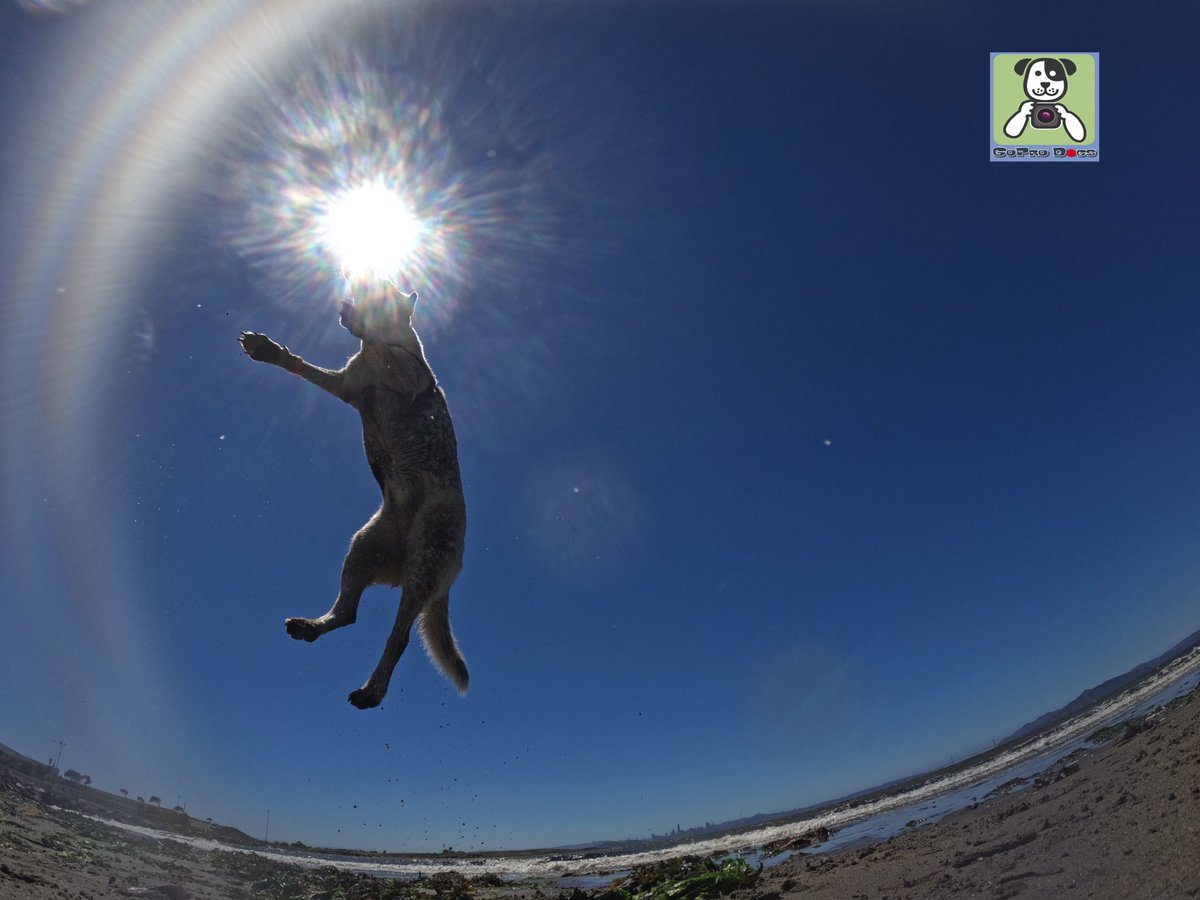 GoProCharlie1's tweet photo. GoPro Charlie sez my momz got #mad #goprohero10 #photography #skillz 🐶🚀🎾🙌📸🙌😎 Get it Rollie! #eclipse #GoPro #goprodogs #goprocharlie #dogcelebration #landofdogs #dogsoftwitter #flyingdog 🐶🚀🎾🙌📸🙌😎 @GoughNuts https://t.co/osjFHgQ2WV