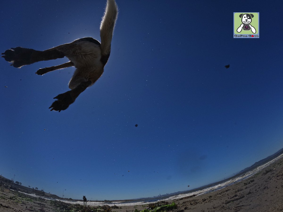 GoProCharlie1's tweet photo. GoPro Charlie sez my momz got #mad #goprohero10 #photography #skillz 🐶🚀🎾🙌📸🙌😎 Get it Rollie! #eclipse #GoPro #goprodogs #goprocharlie #dogcelebration #landofdogs #dogsoftwitter #flyingdog 🐶🚀🎾🙌📸🙌😎 @GoughNuts https://t.co/osjFHgQ2WV
