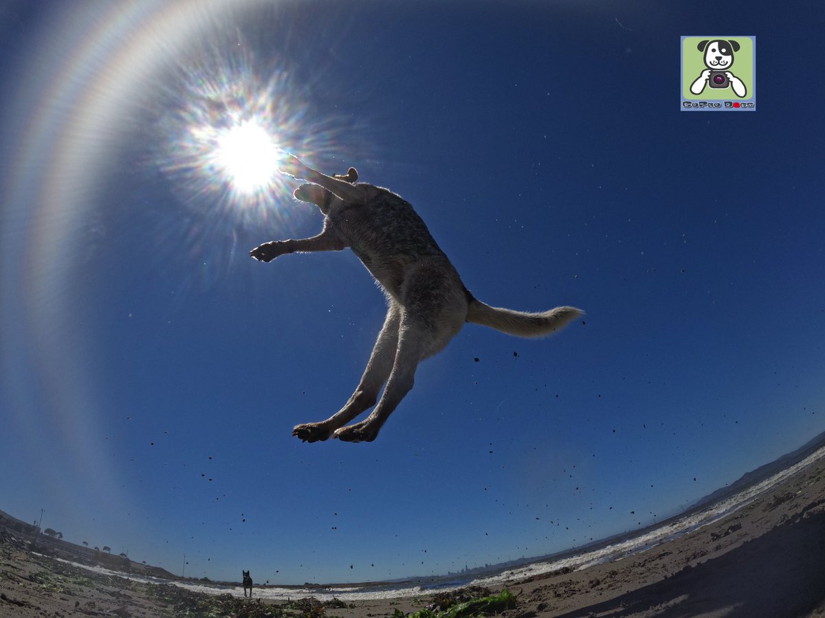 GoProCharlie1's tweet photo. GoPro Charlie sez my momz got #mad #goprohero10 #photography #skillz 🐶🚀🎾🙌📸🙌😎 Get it Rollie! #eclipse #GoPro #goprodogs #goprocharlie #dogcelebration #landofdogs #dogsoftwitter #flyingdog 🐶🚀🎾🙌📸🙌😎 @GoughNuts https://t.co/osjFHgQ2WV