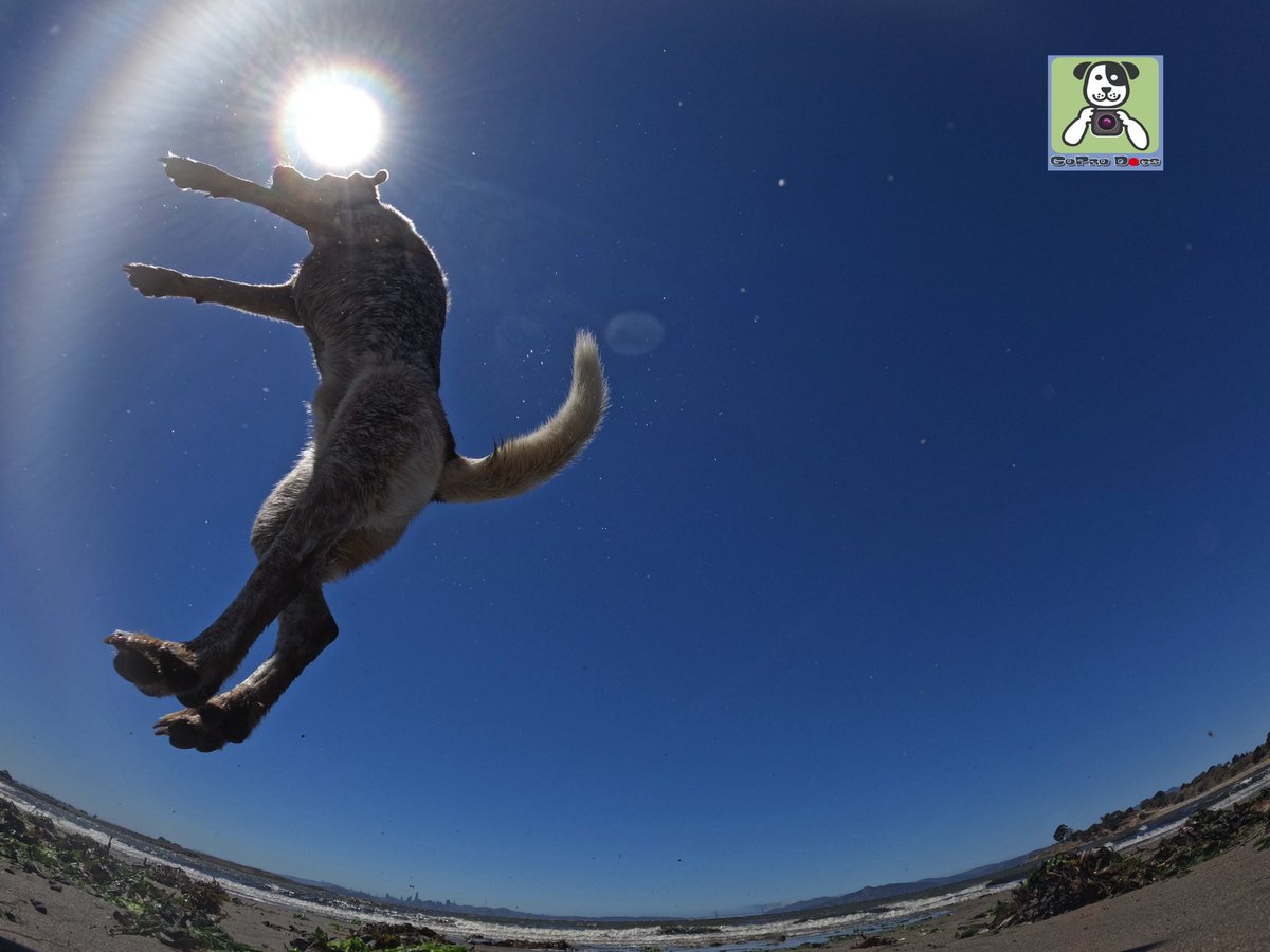 GoProCharlie1's tweet photo. GoPro Charlie sez my momz got #mad #goprohero10 #photography #skillz 🐶🚀🎾🙌📸🙌😎 Get it Rollie! #eclipse #GoPro #goprodogs #goprocharlie #dogcelebration #landofdogs #dogsoftwitter #flyingdog 🐶🚀🎾🙌📸🙌😎 @GoughNuts https://t.co/osjFHgQ2WV