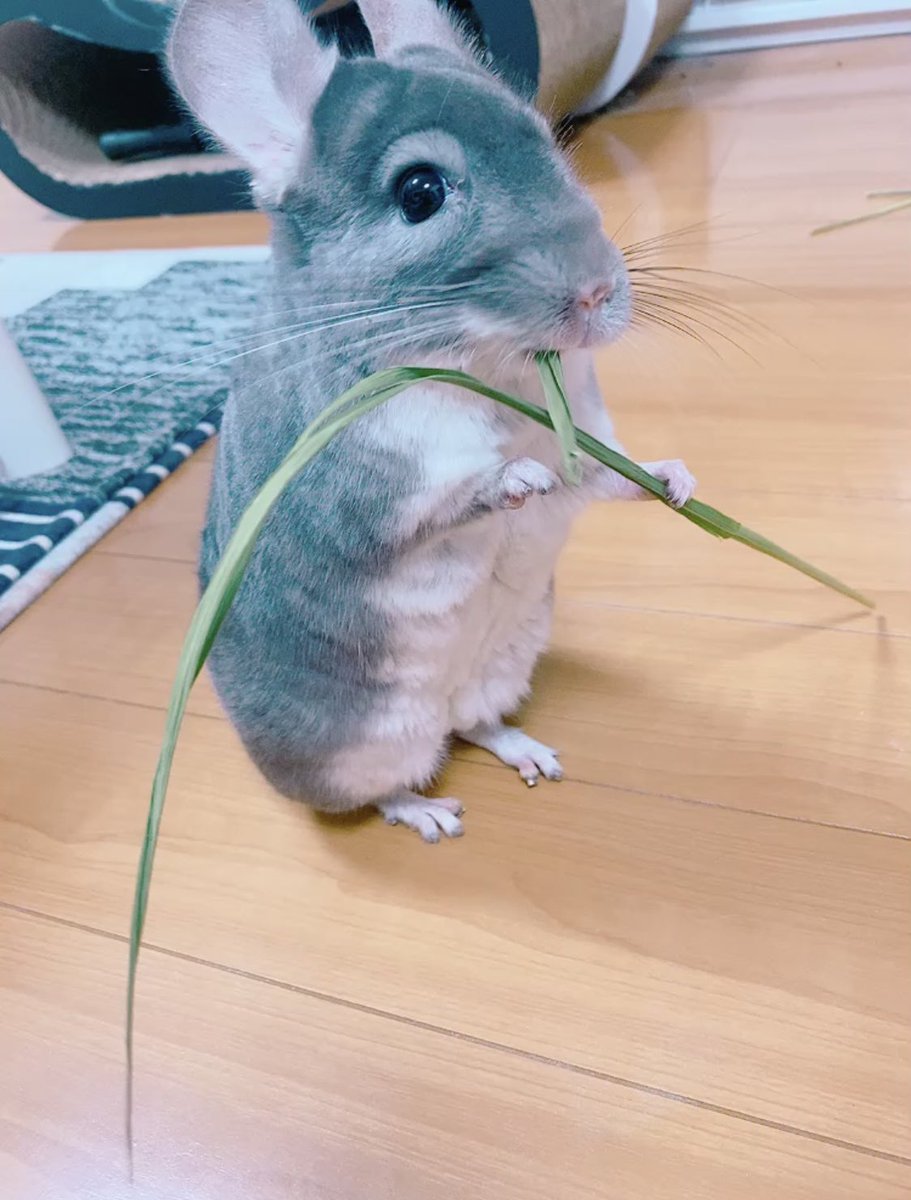 private96288767's tweet photo. もぐもぐ… https://t.co/Mwpst4rqFQ