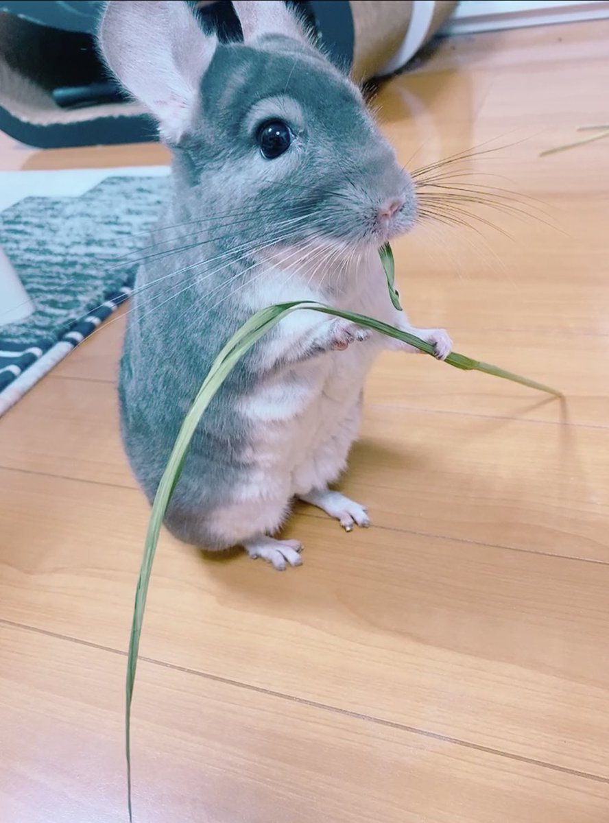 private96288767's tweet photo. もぐもぐ… https://t.co/Mwpst4rqFQ