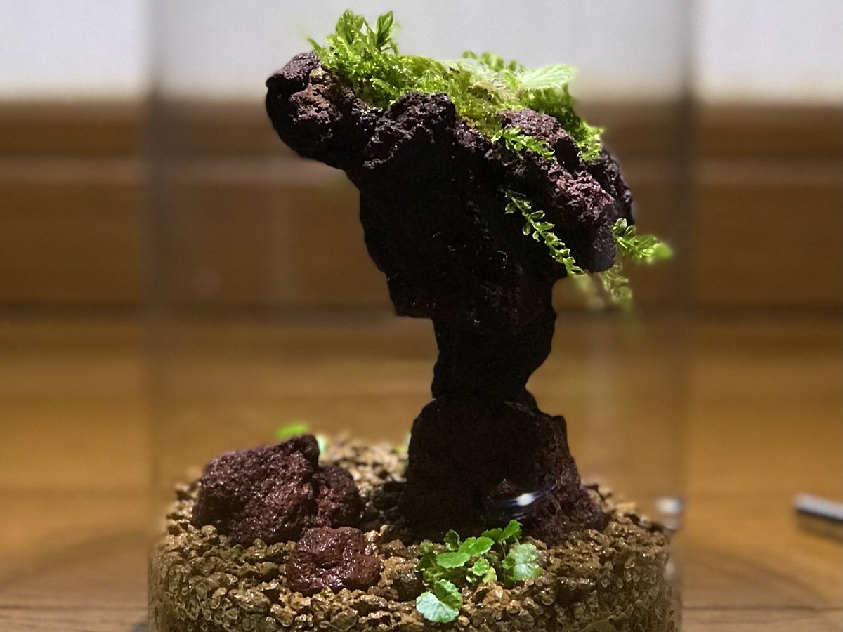 __hakoniwa_'s tweet photo. ロックバランシングをモチーフに作った奇岩 と植物
#コケリウム #テラリウム https://t.co/CU7xwE1aDw