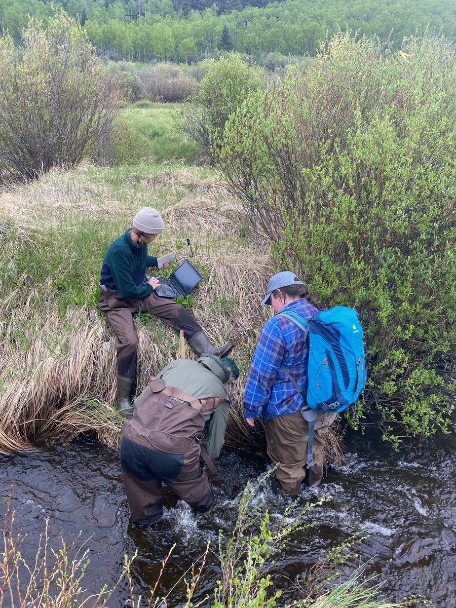 HarrisonAmanda_'s tweet photo. That’s a wrap on the 2022 field season! So thankful to be part of the Rocky Mountain Ecohydrology field crew and to spend my summer conducting riparian health assessments, hunting for beaver dams, and so much more💧🦫 (huge thanks to @ecohydro_gal for having me join the team) https://t.co/3bYYBv9s5u