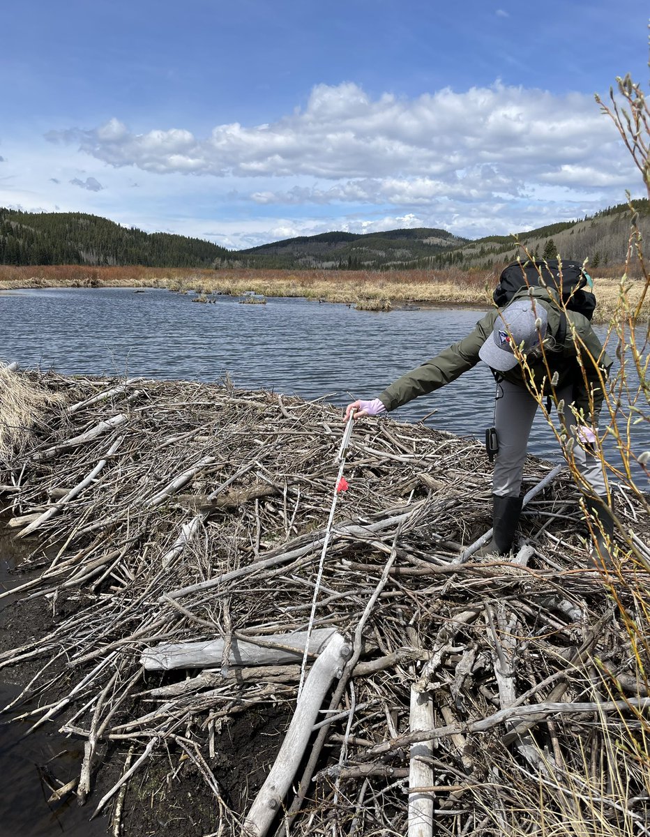 HarrisonAmanda_'s tweet photo. That’s a wrap on the 2022 field season! So thankful to be part of the Rocky Mountain Ecohydrology field crew and to spend my summer conducting riparian health assessments, hunting for beaver dams, and so much more💧🦫 (huge thanks to @ecohydro_gal for having me join the team) https://t.co/3bYYBv9s5u