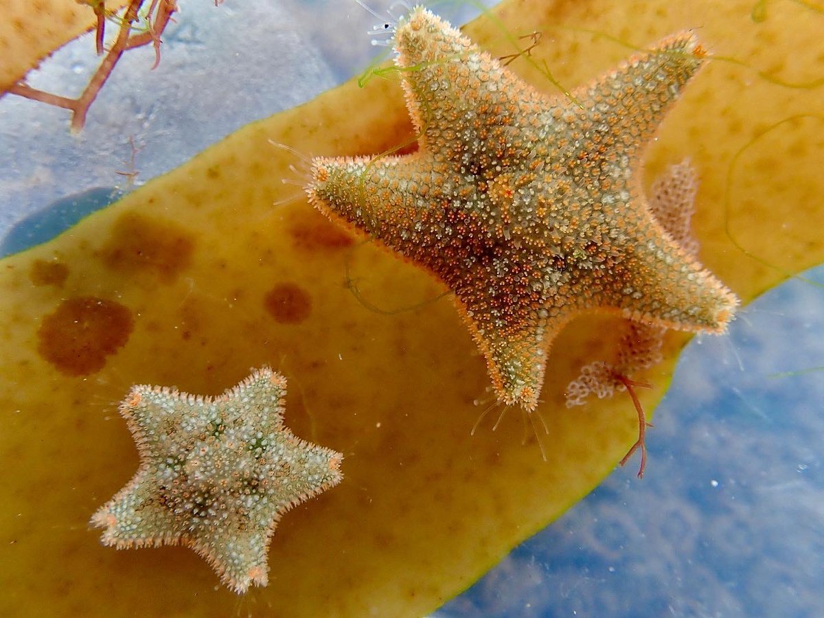 Some special little cushion starfish finds today ⭐️ We have two types here in Cornwall these little guys below are #asterinagibbosa