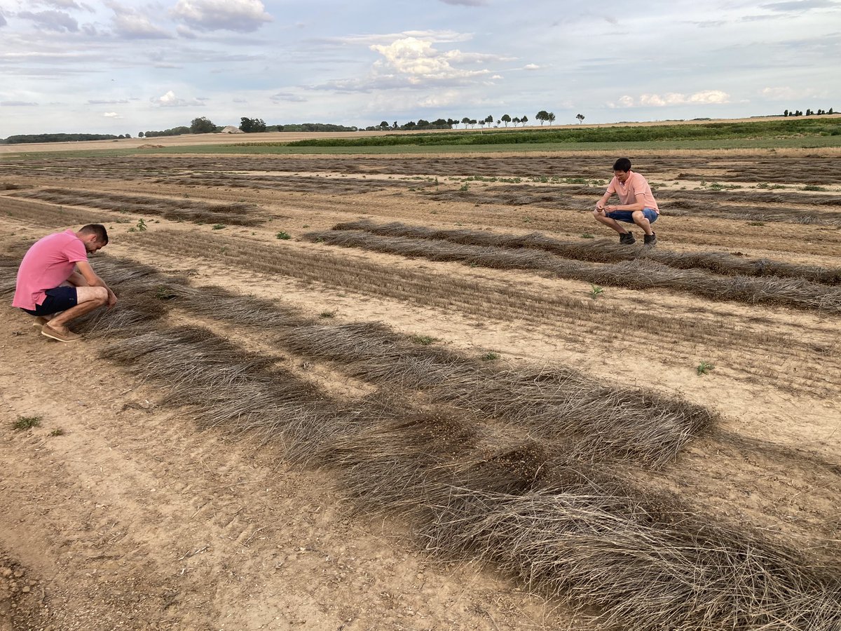 benoit_nmd's tweet image. Récolte de la plateforme #linfibre @ArvalisHdF - évaluation variétale, besoin en eau et effet du travail du sol. Merci à @QuentinDecock pour le chantier de récolte! @Bluesy27 @YFlodrops @Reynald_Linea @TerredeLin @BDepourcq @VDBZadenVlas