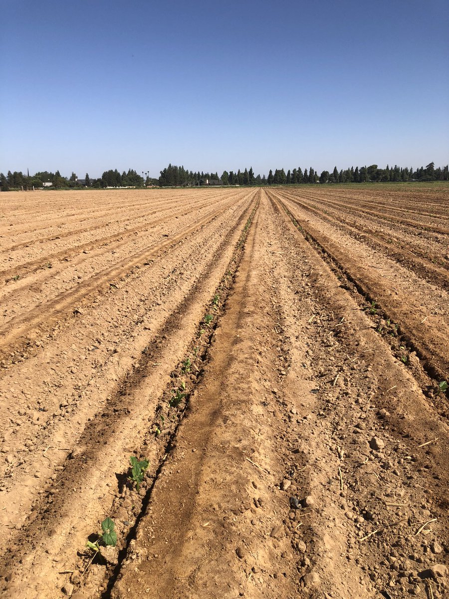 Neal43648099's tweet photo. Beans treated with DPH bio fertilizer at planting 2nd app coming soon #rootstimulation #nutrientelease #waterefficiencies https://t.co/1GC1rFMEGx