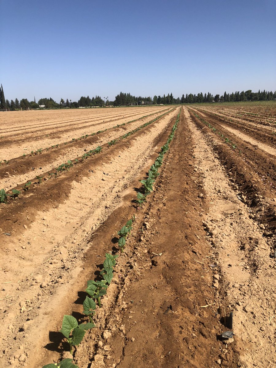 Neal43648099's tweet photo. Beans treated with DPH bio fertilizer at planting 2nd app coming soon #rootstimulation #nutrientelease #waterefficiencies https://t.co/1GC1rFMEGx