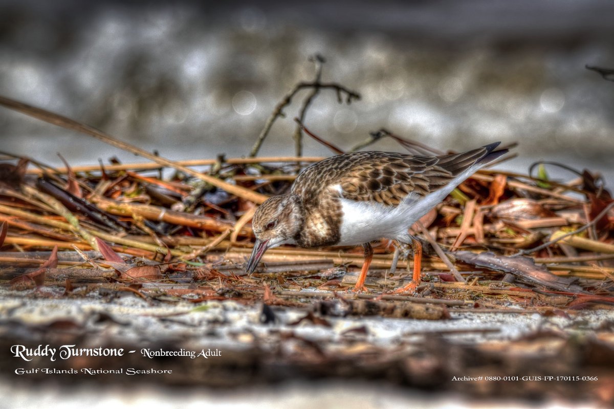 SparksCooks's tweet photo. A ruddy turnstone scours the beach for a bite.
#shorebirds #PensacolaBay #Florida #GFBWT #AudubonFL #Birds #Birding #birdwatching #birdwatchers #Birdphotography #nature #NaturePhotography https://t.co/3KdG8gO3jN