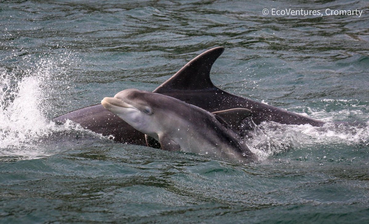 One of this year’s newest little additions. 💕 #wildandfree #bottlenosedolphin @whales_org @NorthCoast500 @VisitScotland