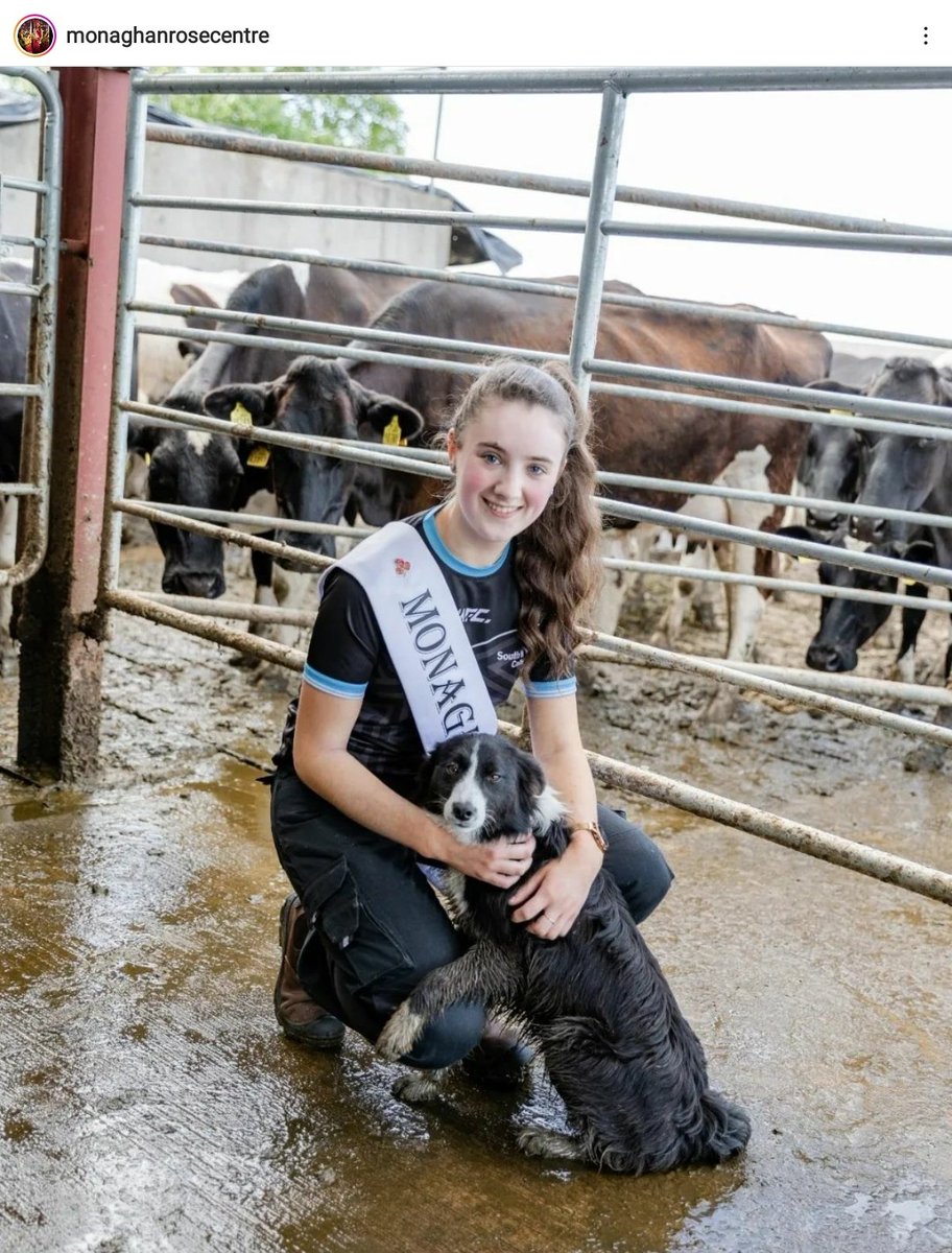 AmandaColeen's tweet photo. The harp, the cows and pupper are out. It's serious! #RoseOfTralee #GoodLuckRachel #Monaghan https://t.co/ZwfCsOrMjx
