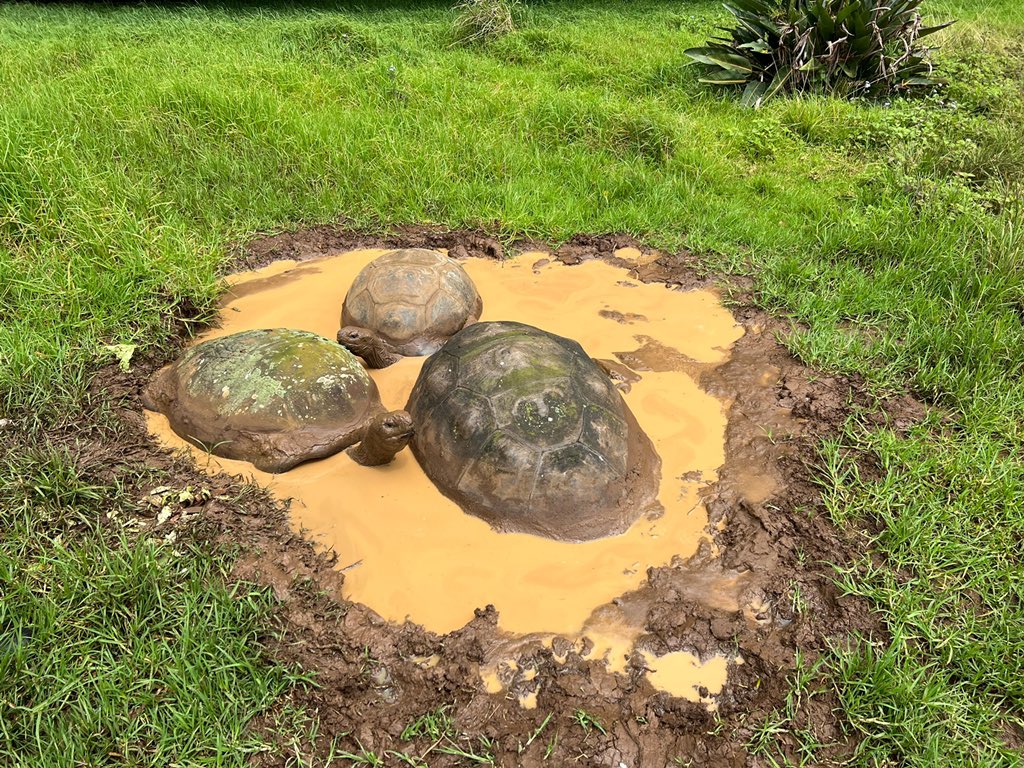 TheTortoiseProj's tweet photo. Saint Helena Journal — Day 10: Jonathan isn’t the only tortoise in town. Here are Emma, David, and Frederick enjoying a lovely mud bath at Plantation House. Check out the lichen on Fred’s carapace. #sthelenaisland #tortoisetuesday @Jonathan_onStH https://t.co/9EmEjSsybJ