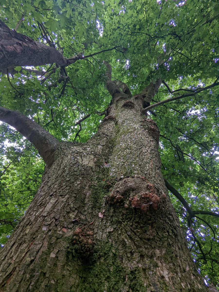 TreesforDorset's tweet photo. Not the biggest Field Maple in Dorchester but this one in the Riverside Nature Reserve still warrants a mention on #thicktrunktuesday - and it's a great source of seeds for our #CommunityTreeNursery! @GreenDorset @keeper_of_books @TransitionDorch @DiscoverDorch https://t.co/vfWSl42OXY