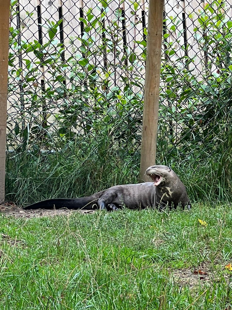 WildlifeCp's tweet photo. Spent a lovely afternoon at @nfwildlifepark seeing a lot of Britain’s old residents that had been previously hunted to extinction such as wild boar, bison, lynx aswell as wildlife that still remains here like the red deer, barn owls, little owls and many more! 
🌿
#wildlife https://t.co/l3l0GsX01v