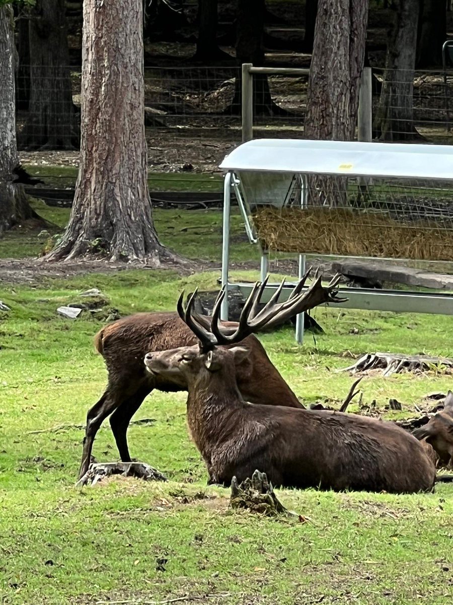 WildlifeCp's tweet photo. Spent a lovely afternoon at @nfwildlifepark seeing a lot of Britain’s old residents that had been previously hunted to extinction such as wild boar, bison, lynx aswell as wildlife that still remains here like the red deer, barn owls, little owls and many more! 
🌿
#wildlife https://t.co/l3l0GsX01v
