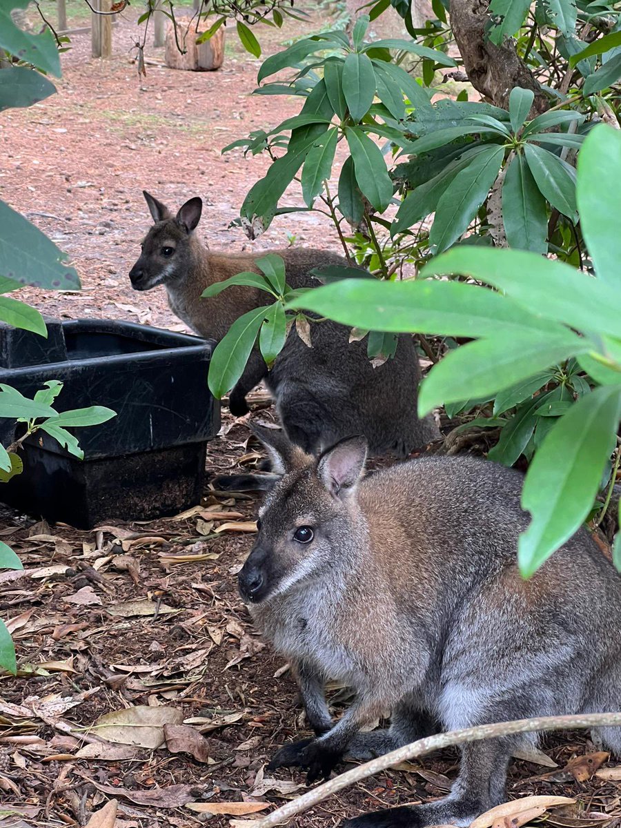 WildlifeCp's tweet photo. Spent a lovely afternoon at @nfwildlifepark seeing a lot of Britain’s old residents that had been previously hunted to extinction such as wild boar, bison, lynx aswell as wildlife that still remains here like the red deer, barn owls, little owls and many more! 
🌿
#wildlife https://t.co/l3l0GsX01v