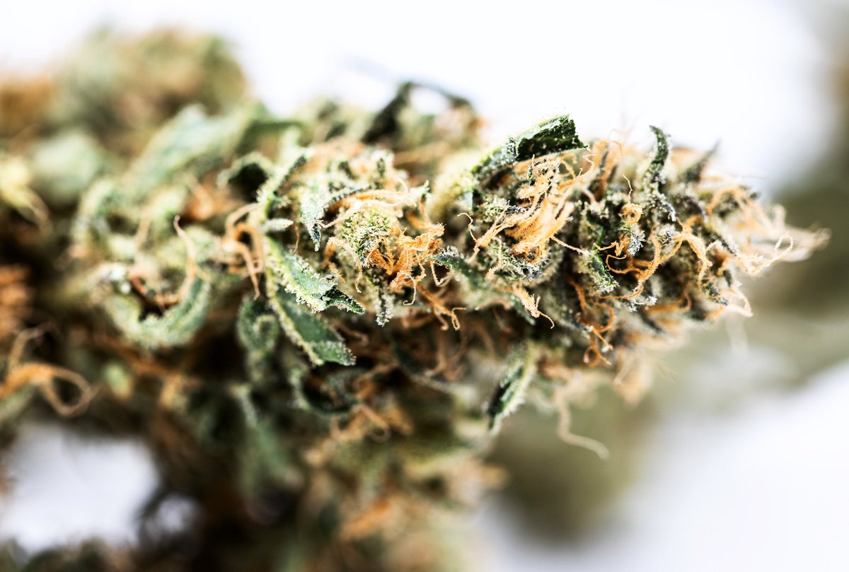 stardustboulder's tweet photo. Fresh Golden Goat 🐐 for the Tuesday vibes 🔥 Find our flower at  @Ajoyalife and more! #StardustConcentrates 
• 
• 
•
•
#StardustConcentrates #Stardust #Boulder #sauce #terps #inthelab #summer #relaxing #goldengoat #ajoya #relax #tuesday 📸: @ThcSamuel https://t.co/5Gw4Ib9qIe