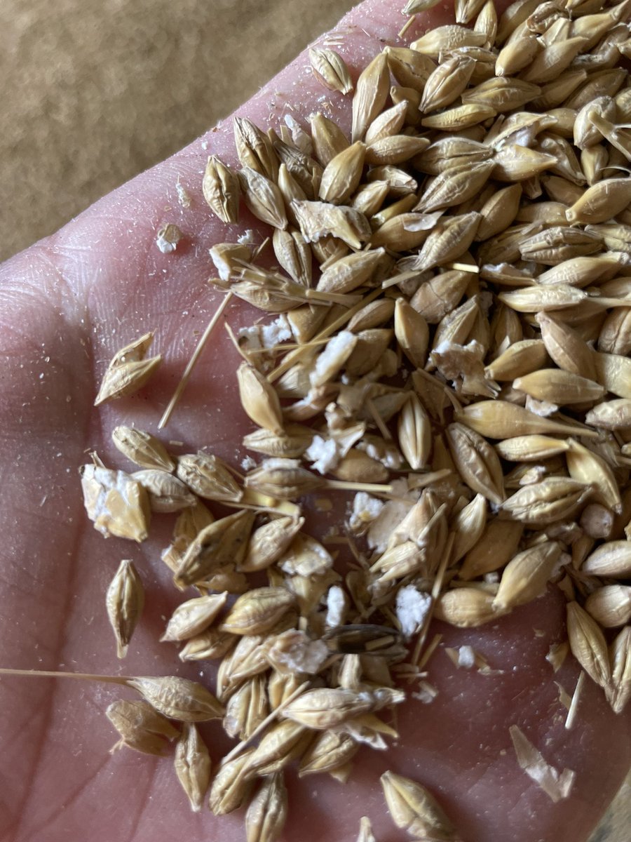 Broken grains in malting barley a (n avoidable) problem…please check combine settings to avoid…