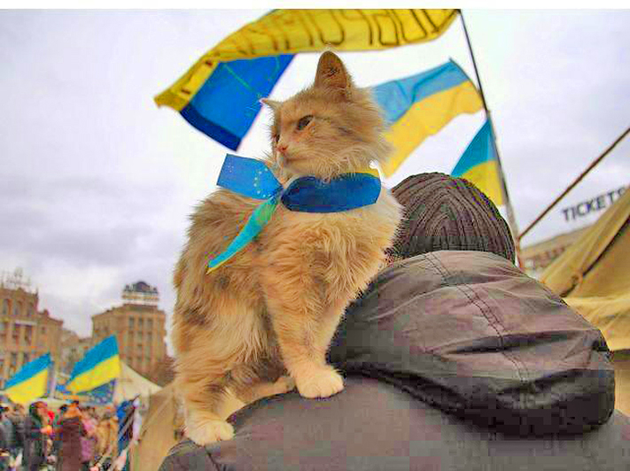 Ukraine Independence Day---to the people of Ukraine, I hope you know how much the world has come to love you and respect you. And your stoic cats. Keep fighting my friends, keep fighting. ❤️🇺🇦❤️