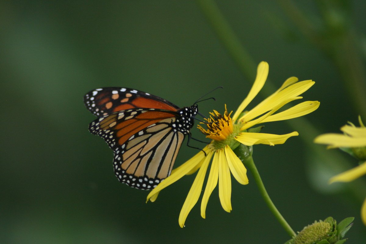 GloriousInStLou's tweet photo. Last month monarchs were placed on the IUCN Red List. All the more reason to make the switch to our organic care option for the 23' season to help safeguard the future of the beloved monarch butterfly.  #backyardconservation #monarchbutterfly #organicgardening #stl https://t.co/8FiZB5Qksh