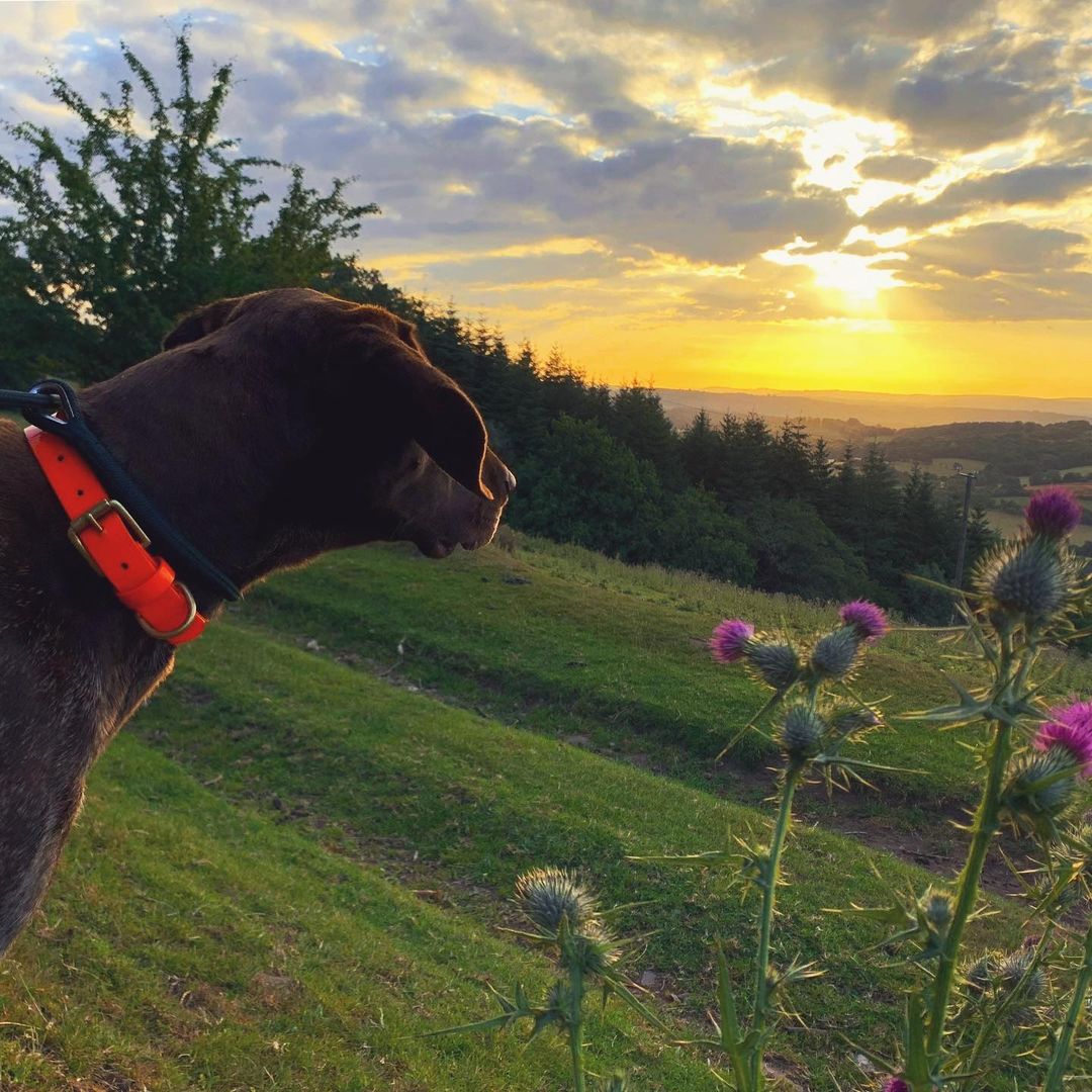 Man's best friend Use #explorebreconbeacons to be featured 📷© @the_adventures_of_a_gsp