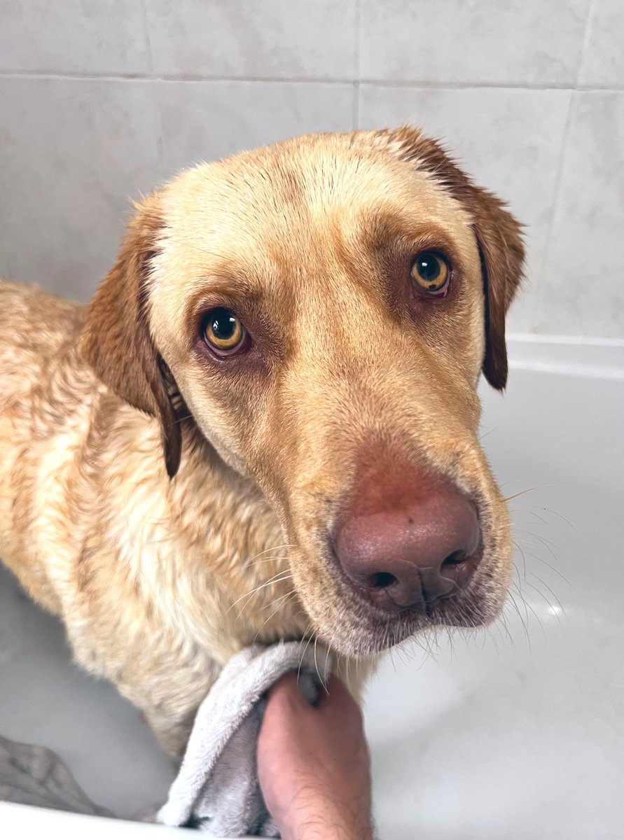 Hello, my name is Toby and if there’s the excrement of a forest-dwelling animal on the ground, I’m rolling in it!