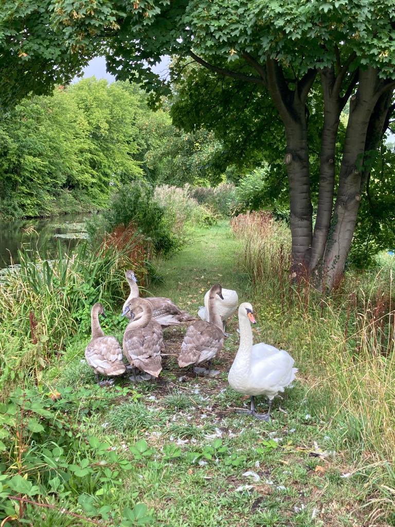 ARDAllotments's tweet image. A reminder of how lucky we are to be surrounded by wildlife on our site! 🦢#allotments #allotmentlife #growyourown #allotmentlove #allotmentuk #wildlife #wildlifeupclose