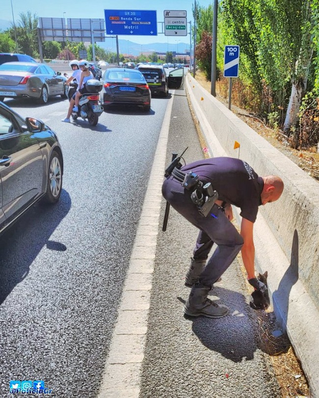 IndeGranada's tweet photo. La Policía Local de Granada rescata a un gato que irrumpió en la Circunvalación

✅Por la vida del animal y la seguridad de los conductores

📷@PoliciaGr

https://t.co/JzFY1pmqlX https://t.co/aKEVddOiFR