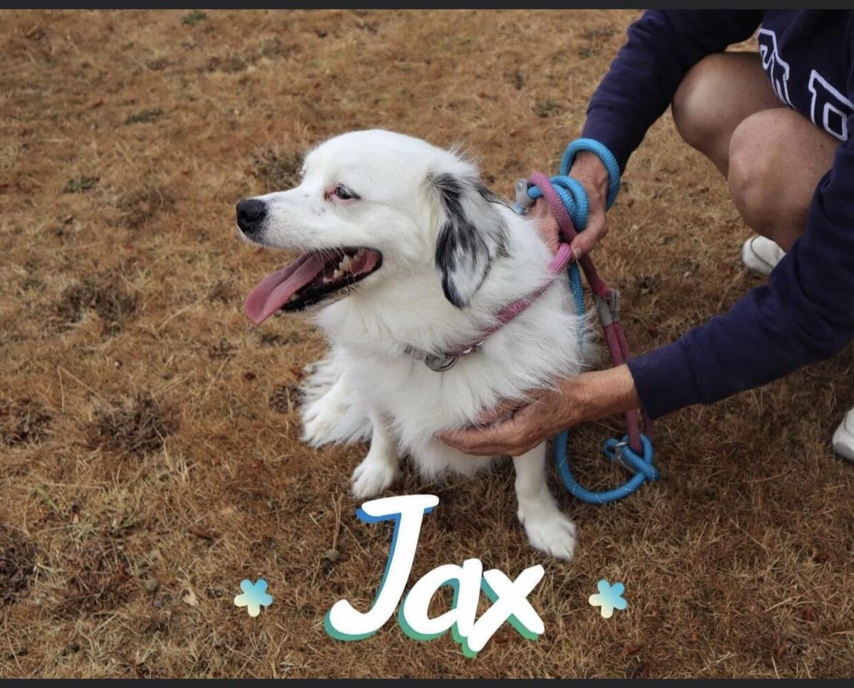 NoahArkrr's tweet photo. Look at this happy boy - surrendered  back to our rescue after 18 months in a home. He is only 2 years old
He is located at kennels in Kings Lynn, Norfolk. We are hoping he won’t be in kennels long as he is so sweet 
#adoptme #dogsoftwitter https://t.co/kWBLsT5z0Z