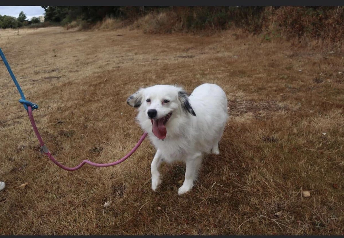 NoahArkrr's tweet photo. Look at this happy boy - surrendered  back to our rescue after 18 months in a home. He is only 2 years old
He is located at kennels in Kings Lynn, Norfolk. We are hoping he won’t be in kennels long as he is so sweet 
#adoptme #dogsoftwitter https://t.co/kWBLsT5z0Z