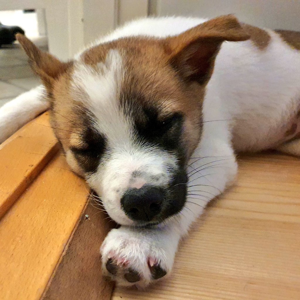 toarda's tweet photo. Back when #Groa was 11 weeks old and we had no idea what we got ourselves into yet ;) https://t.co/jWHJ7T0GAa