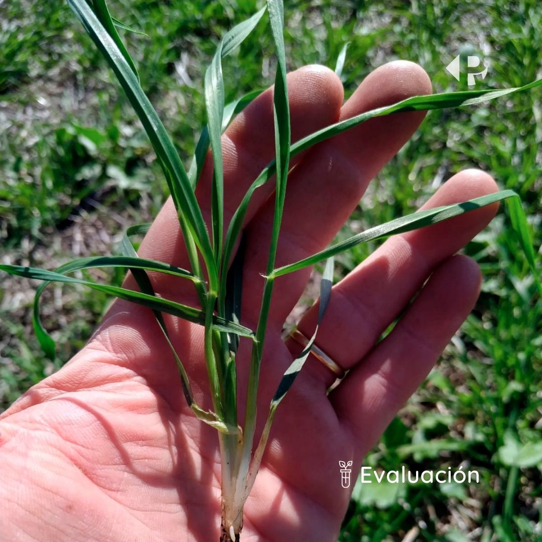 Pro_NutritionAg's tweet photo. ➡️ Evaluación de #generate en período vegetativo de cultivo 🌱 trigo para la empresa @ralcouruguay en la zona de📍Dolores.
.
.
.
.
#evaluacion #periodovegetativo #trigo #campo #zonadolores #agrotecnologia #pronutrition #agrouruguay https://t.co/9Ee0Yc10Qk