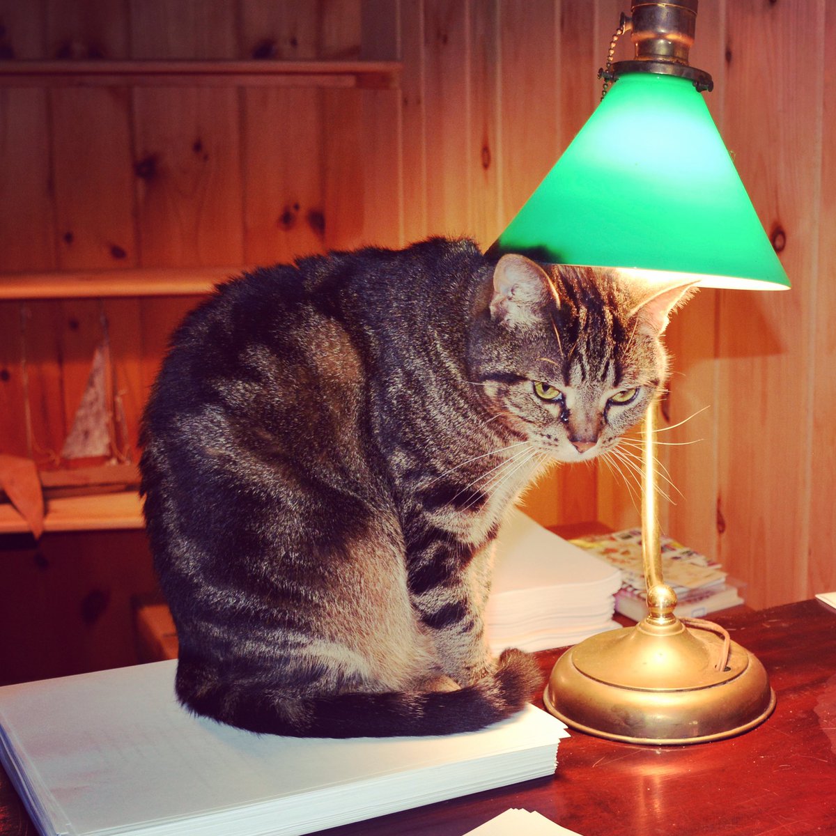 rwestonliterary's tweet photo. It’s not an editing party until your #catassistant puts a lampshade on her head. #amediting #bookeditor https://t.co/mjBQOercYE