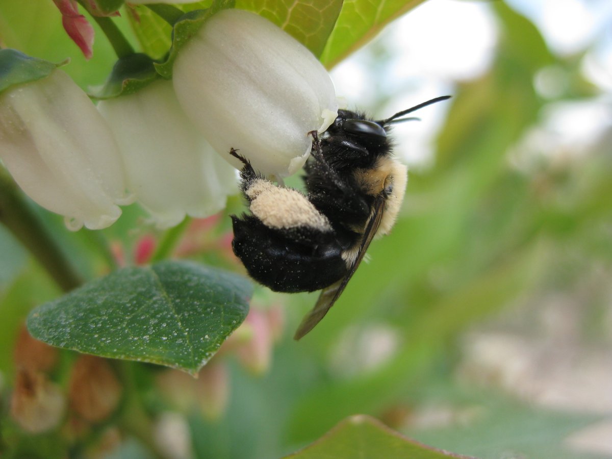 My newest paper on crop pollination by wild bees just came out in <a href="/NatureEcoEvo/">NatureEcoEvo</a>! We showed that greater bee biodiversity is needed for consistent pollination across longer time scales. rdcu.be/cT7OW Thanks to co-authors <a href="/rachael_winfree/">Rachael Winfree</a> and Neal Williams!
