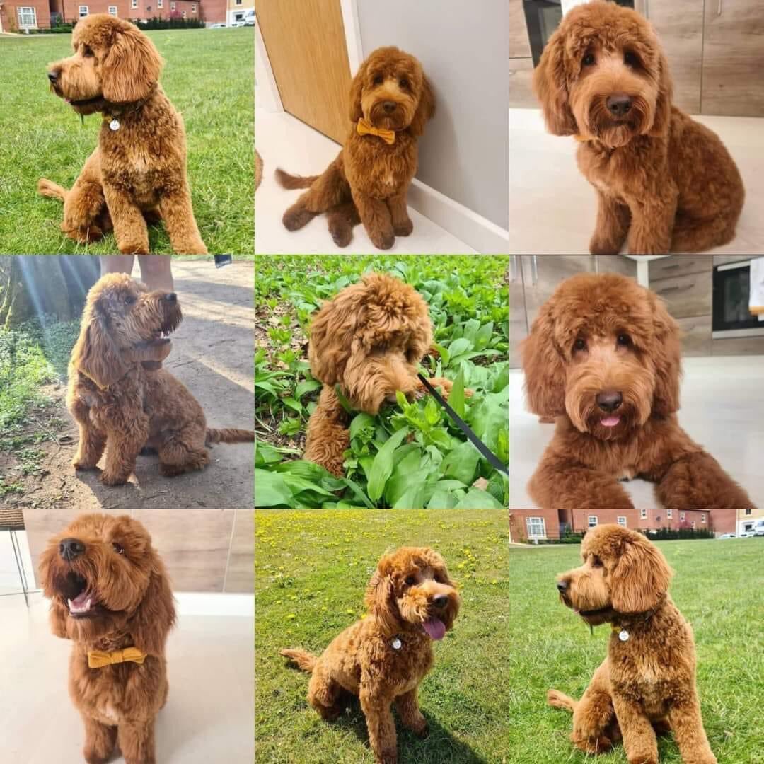 janice_adams3's tweet photo. A plea from Elvis owner
WHOLE YEAR WITHOUT YOU! #BringElvisHome 365 days! How is it a year. If you have him, please let him come home to me &amp; my children. If you have him, tell him I love him, my children love him &amp; miss him so dearly.
#thespondonthree  #findelvis #remy #Tony https://t.co/HKem3j5DeD