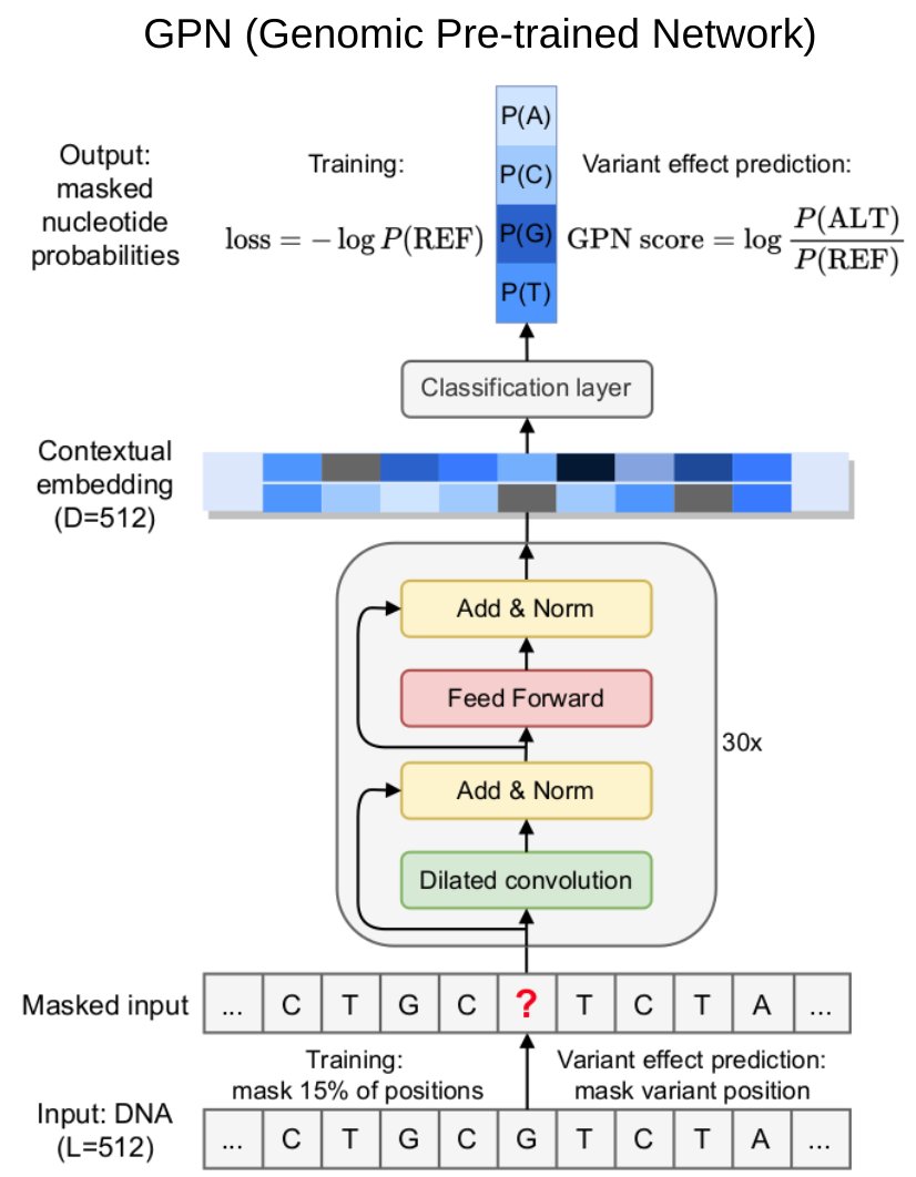 Excited to share our findings training GPN, a DNA language model for Arabidopsis thaliana, with @sanjitsbatra and @yun_s_song: DNA language models are powerful predictors of non-coding variant effects, without the need for any labeled data. doi.org/10.1101/2022.0… 1/n